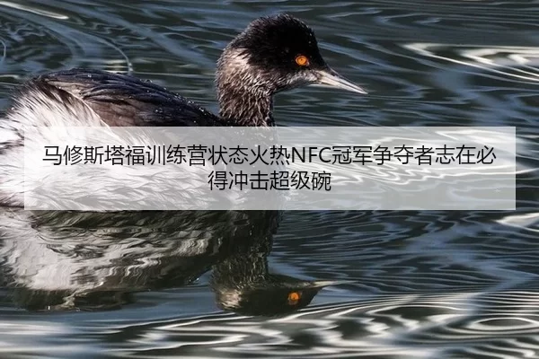 马修斯塔福训练营状态火热NFC冠军争夺者志在必得冲击超级碗